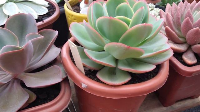 🙆 Não percam esse vídeo! Dica, novas aquisições e a grande família de Lenophyllum • Lelis com Amor смотреть онлайн