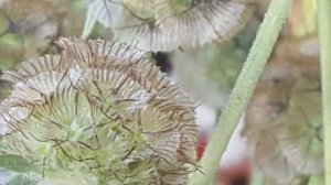 Scabiosa Pods