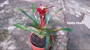 Jenis Bunga Bromelia Guzmania Warna Merah Hati