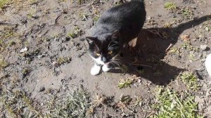 Беседка на даче, своими руками