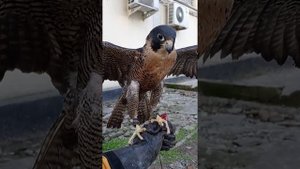 Птица на руке. Сокол прилетает на руку. Bird on hand