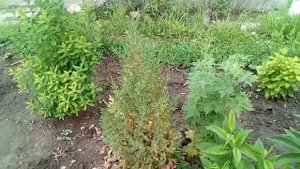 Хвойники в саду. Виды и сорта.
