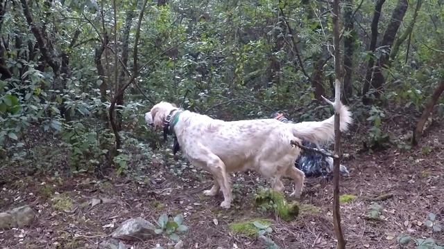Chasse de la bécasse avec setter anglais . Cévennes gardoises . смотреть онлайн