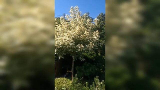 Клен ясенолистный Вариегатум на штамбе Американский клён Acer negundo Variegatum смотреть онлайн