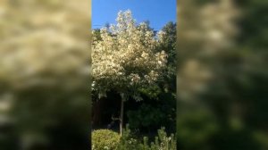 Клен ясенолистный Вариегатум на штамбе Американский клён Acer negundo Variegatum