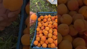 Канадський сорт абрикоса Харгранд