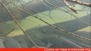 Стимулятор улова FISH HUNT купить, цена, отзывы. Приманка FISH HUNT (Фиш Хант) для рыбалки обзор