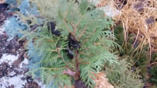 Туя "Глобоза" смотреть онлайн