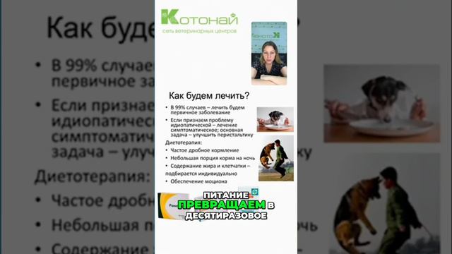 способы правильного кормления животных для улучшения здоровья и пищеварения