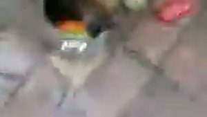 Собака спасатель