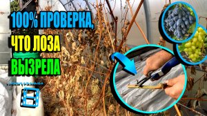 100% ПРОВЕРКА ВИНОГРАДНОЙ ЛОЗЫ НА ВЫЗРЕВАНИЕ. СЕВЕРНЫЙ ВИНОГРАДНИК 22-41