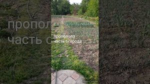 полю огород//репетиции//котейки//(3 месяца назад