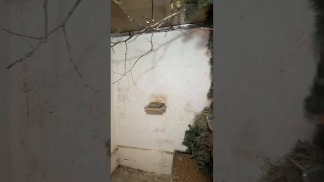 Вольер для диких птиц своими руками смотреть онлайн