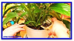 Аскорбиновая кислоте для цветов. Аскорбинка заменяет мне все подкормки для домашних растений .