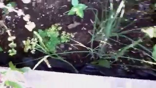Organic Garden Update #11 смотреть онлайн