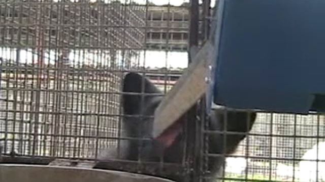 Тест на угашение навыка фокусировки взгляда, ручная лисица, стереотипия смотреть онлайн