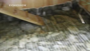 КАК СПАСТИ МОРСКУЮ СВИНКУ ОТ ЖАРЫ? Необычный Метод / SvinkiShow
