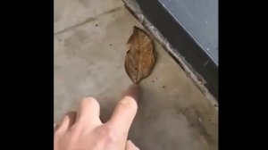 Мем My name is Giovanni Giorgio but. Autumn has nothing to do with it (Джованни Джорджио)