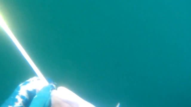 Подводная охота Владивосток . Терпуг . Пневмат Скорпена V85 (Salvimar) смотреть онлайн