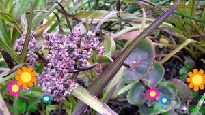 Очиток уссурийский. Краткий обзор, описание характеристик, где купить саженцы sedum ussuriense