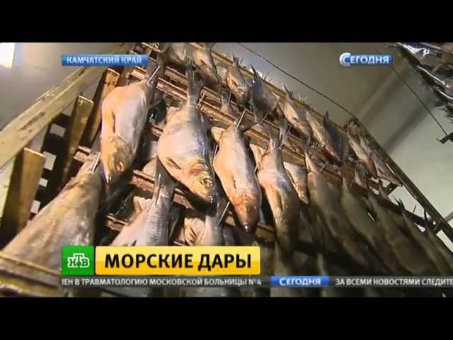 На Камчатке набирает обороты промышленное производство рыбы