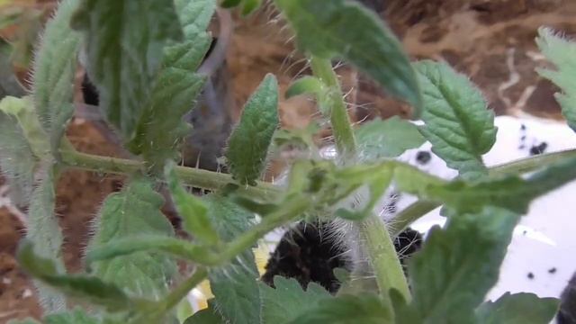 Гном Томатный. На рассаде Томатных Гномов в возрасте 30 дней появились бутоны смотреть онлайн