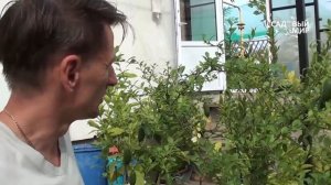Необычные комнатные растения Пальчиковый лимон. Сайт "Садовый мир"