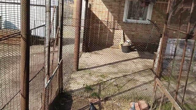 Краснодарские, Славянские, Леушковские (чубатые - безчубые) бойные голуби 2020г