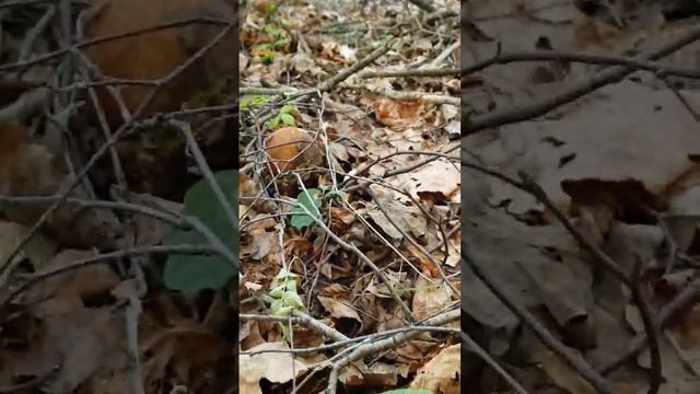 ГЛАЗА ВЫЛЕЗЛИ НА ЛОБ ! ВАУУУ ! МИЛЛИОН БЕЛЫХ ГРИБОВ НА ОДНОМ КВАДРАТНОМ МЕТРЕ !