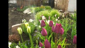 Прекрасные тюльпаны в саду. Красивые фото цветов тюльпанов