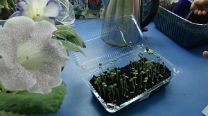 ?Гайлардия, посев семян . Не уже ли кому-то это нужно ?