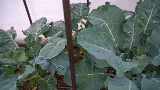 Мой урожай на 5 сотках смотреть онлайн