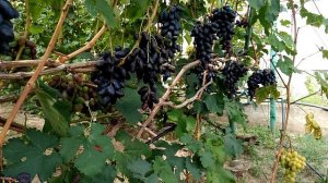ВИНОГРАД КАЛУГИНА В.М.  РЕМБО -ОЧЕНЬ РАННЕГО СРОКА СОЗРЕВАНИЯ С КРУПНОЙ ЯГОДОЙ .