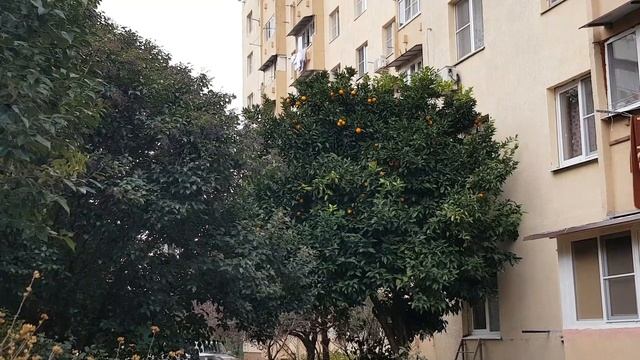 Апельсины созрели в январе | Жизнь в Адлере смотреть онлайн