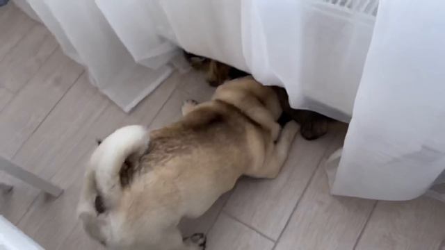 Собака Тедди играет с кошкой Масей
