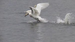 Лебедь бежит по воде !!))