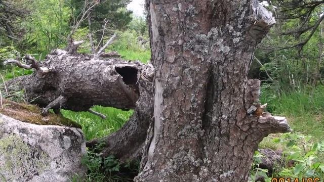 Горная Шория, природа края