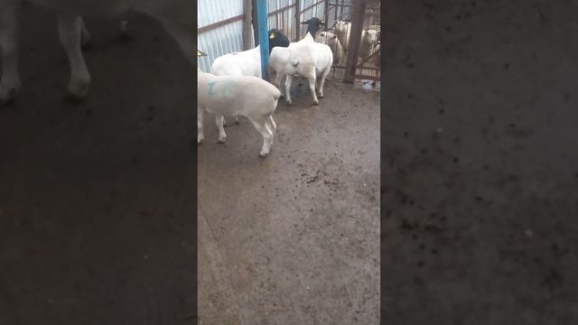 Дорпер в селе Большое Нагаткино Ульяновская область смотреть онлайн