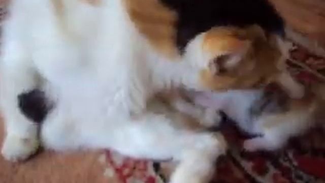 Котенок ищет сиську у мамы. смотреть онлайн