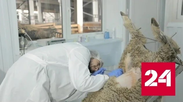 Российские фермеры меняют генофонд баранов - Россия 24