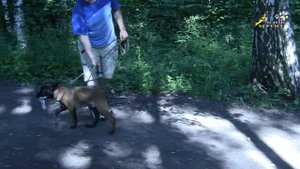 Дрессировка щенка, как научить щенка правильно играть 3