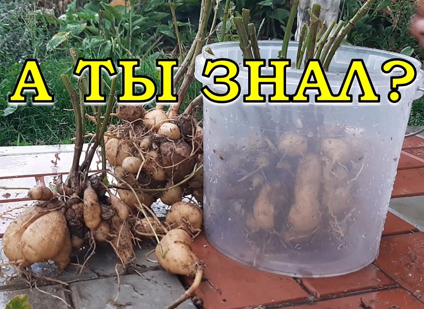 ГЕОРГИНЫ: Когда выкапывать и как хранить клубни зимой???