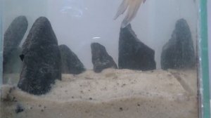 Сифон для нано-аквариума своими руками.