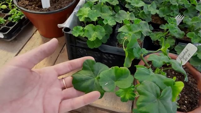 Обзор и подсветка вегетария зимой смотреть онлайн