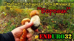 Собираем грибы в Фокинском лесничестве | Picking mushrooms