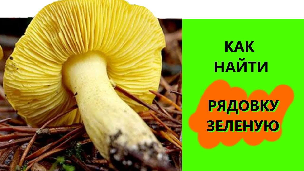 Учимся искать грибы _ зелёная рядовка