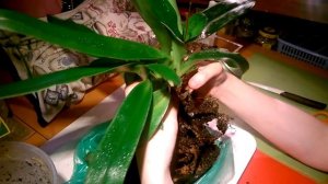 ОРХИДЕЯ ПАФИОПЕДИЛУМ _ ПЕРЕСАДКА _ РАЗДЕЛЕНИЕ КУСТА