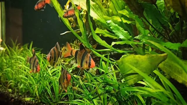 Аквариум 90 литров, Барбус Суматранский, Барбус Одесский. смотреть онлайн