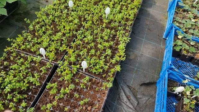 Размножение малины и ежевики маточным корнем. смотреть онлайн