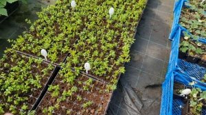 Размножение малины и ежевики маточным корнем.